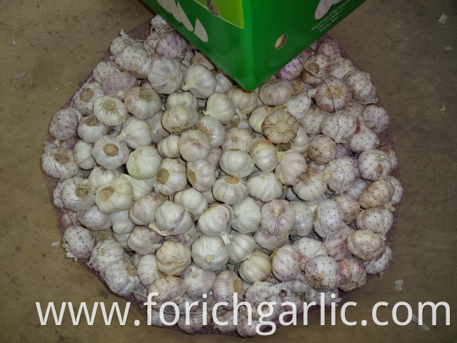 Normal Garlic 2019